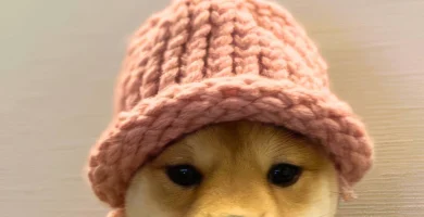 Dogwifhat